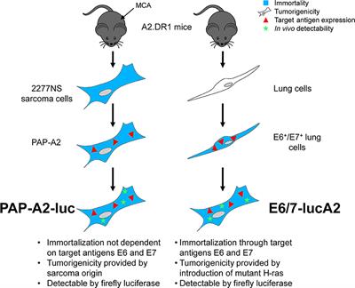 Inducing Immunity Where It Matters: Orthotopic HPV Tumor Models and Therapeutic Vaccinations